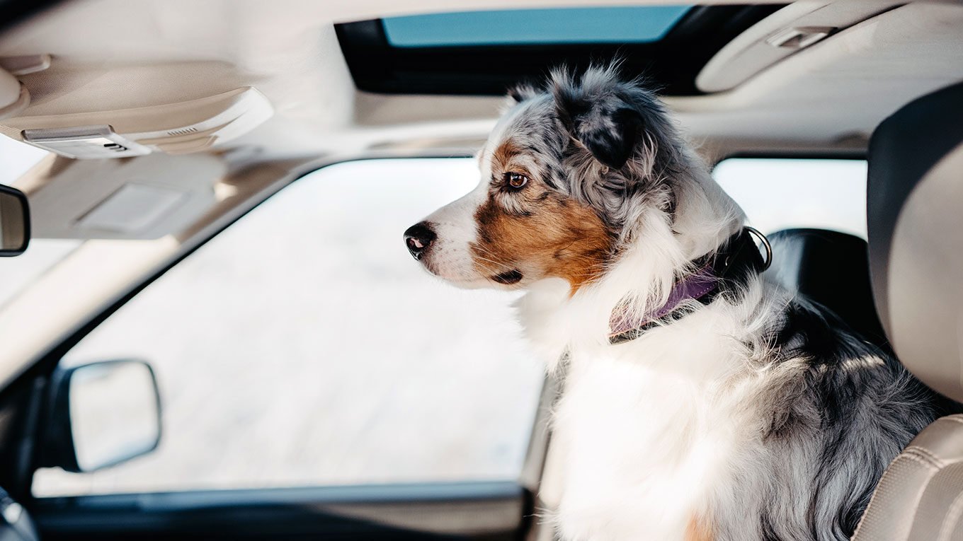 Perro en el interior de auto rentado