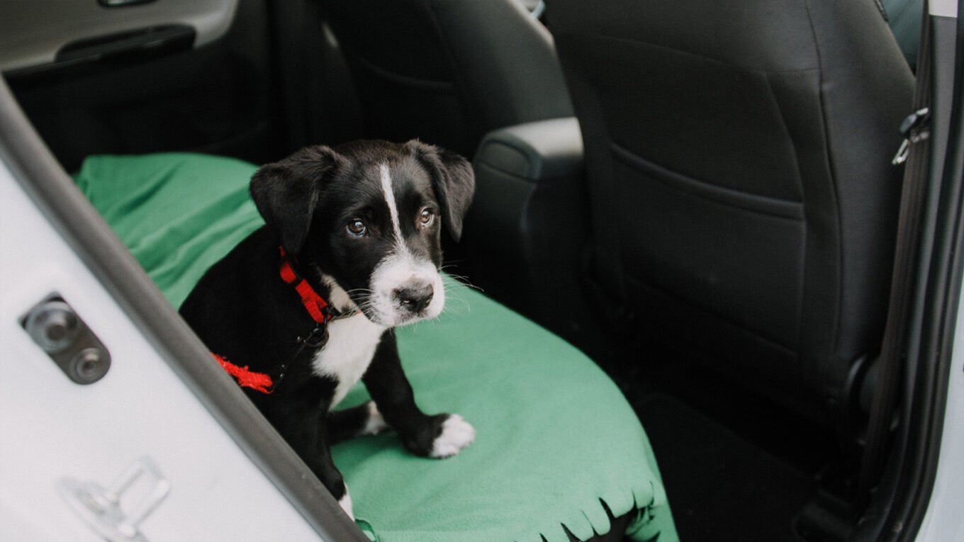Cómo Viajar con tu Mascota en un Auto Rentado