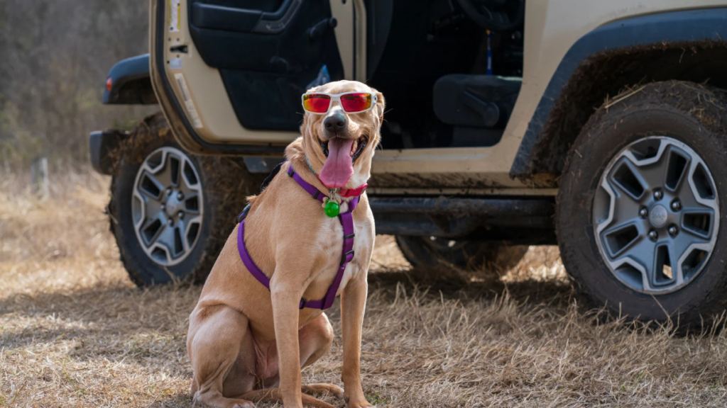 Cómo Viajar con tu Mascota en un Auto Rentado